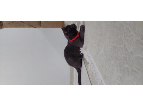 Kakule'ye ailesini arıyoruz british shorthair