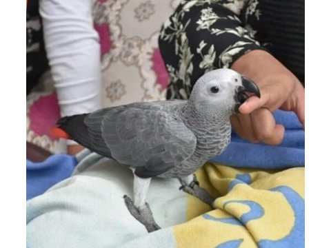 7 aylık full evcil jako bal nehir