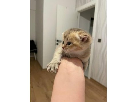45 günlük dişi scottish fold yavrum