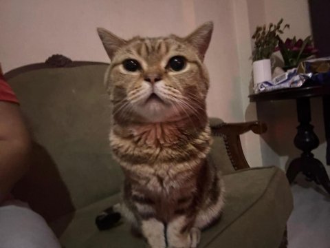 Miniş sevecen kedimiz