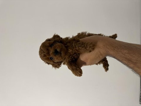 Orjinal toy poodle köpeği