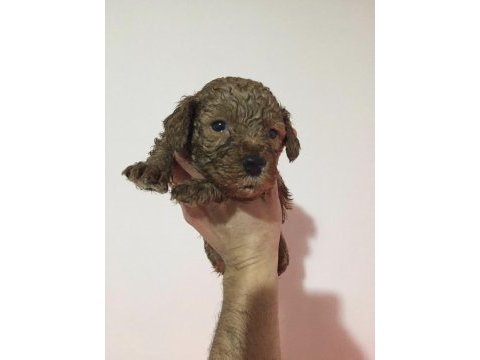 Toy poodle bebekler