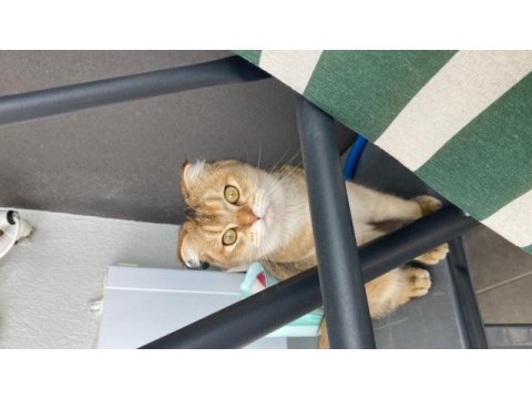 Scottish fold kedisi