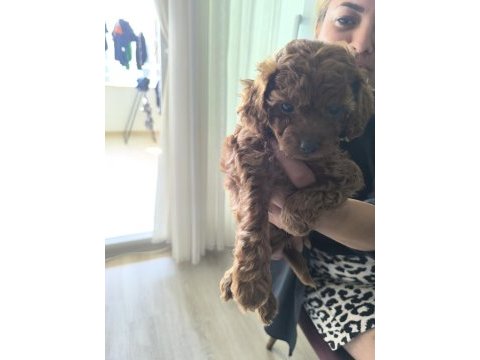 45 günlük toy poodle adana çukurova