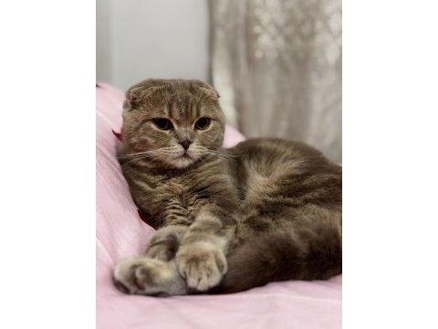 6 aylık erkek scottish fold