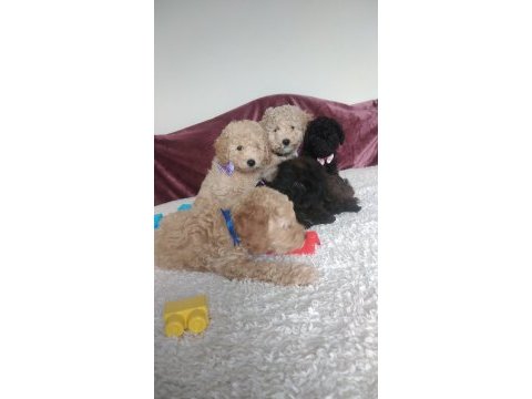 Evde bakılabilecek tek ırk toy poodledir