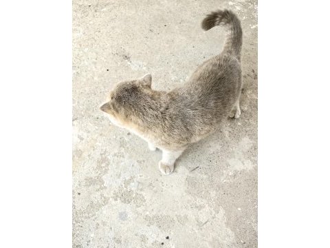 Kedime yeni yuva arıyoruz