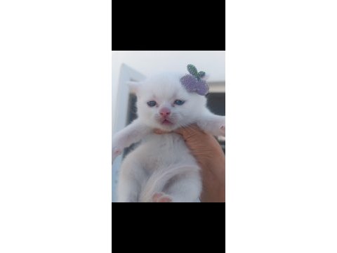 Yavru british shorthair kedimiz