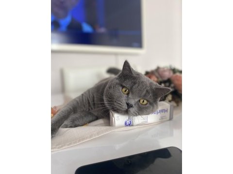 Kedimiz dumana yuva arıyoruz