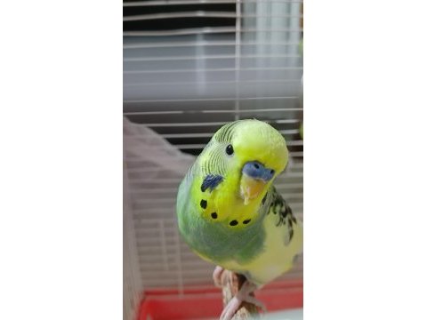 5 adet yerli ırk muhabbet kuşu