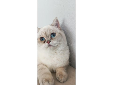 British shorthair silver point