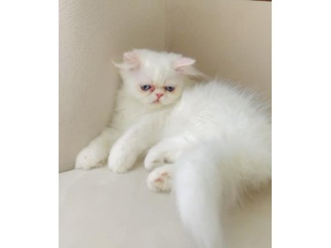 Exotic longhair kalıcı mavi göz
