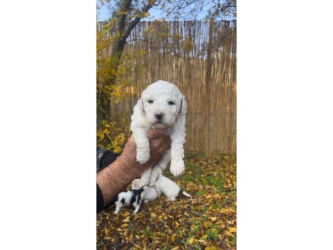 Maltipoo bebekler (baba siyah beyaz poodle, anne maltese)