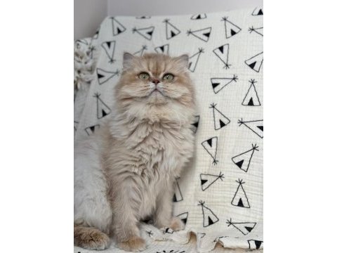 British longhair kedilerim