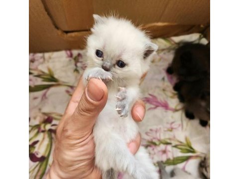 Müthiş güzellikte safkan scottish fold yavrular