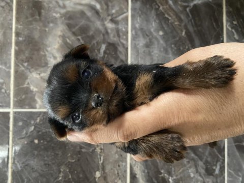 Orjinal minyatür yorkshire terrier yavrular