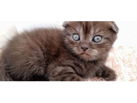 Oyuncu yavrular scottish fold