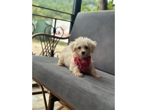 Maltese terrier bebek