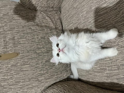 British longhair 60 günlük