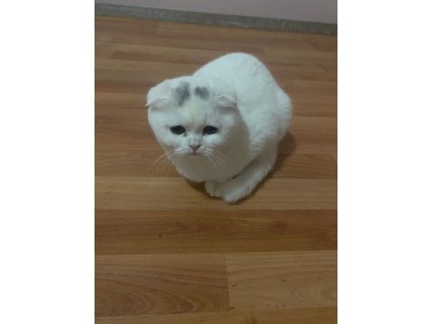 Scottish fold kedilerimiz