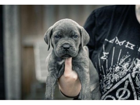 Cane corsa a kalite anne baba scr tüm illere gönderim