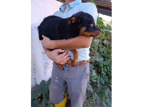 Rottweiler dişi yavrularımız