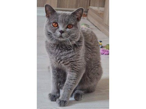 Safkan british shorthair