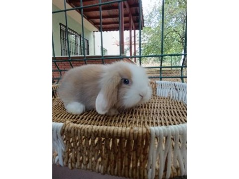 Hollanda teddy lop tavşanı yavrular