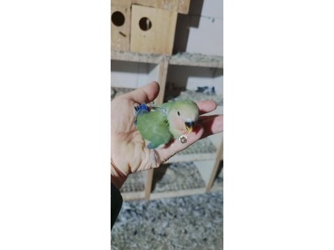 Bebek yavrumuz el beslemesi için hazırdır buyrun