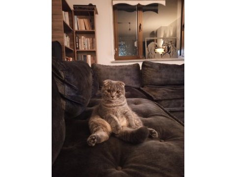 Scottish fold sırrı bey