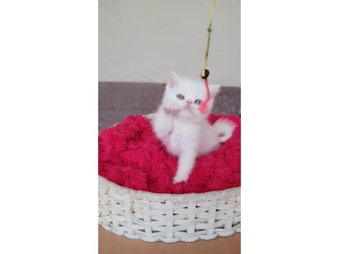 Exotic shorthair bebişler