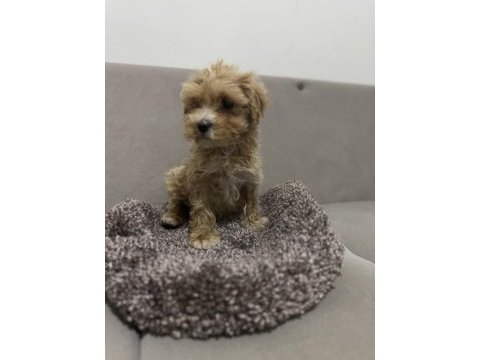 Maltipoo erkek bebeğim