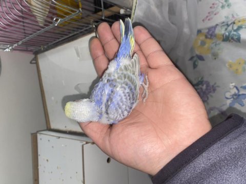 Yavru muhabbet kuşlar