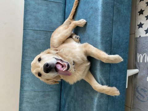 Acil sahiplendirme golden retriever