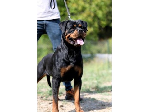 Türkiye şampiyonu rottweiler