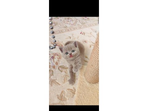 Lilac renk erkek dişi yavru kediler