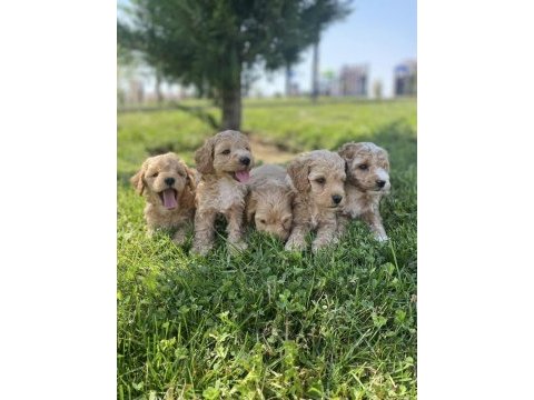 Maltese yavrular maltipo yavrular toy poodle yavrular