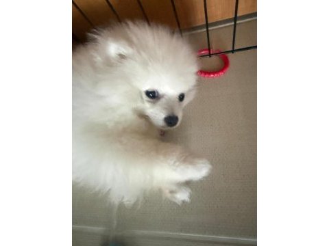 Teo isimli pomeranian yeni aile arıyor