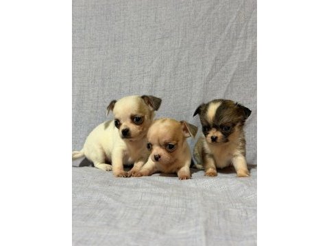 Chihuahua köpeklerimiz