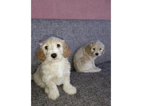 Bu bambaşka maltipoo
