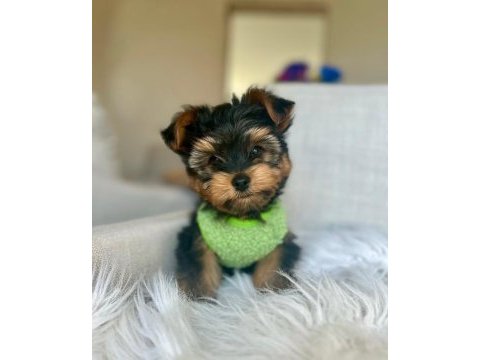 Teacup ve 0 numara yorkshire terrier