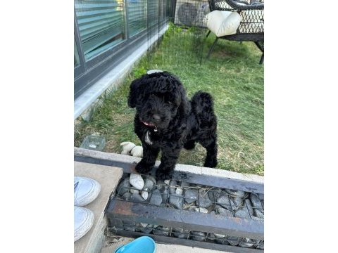 Sakin çok güzel bir poodle yavru