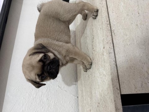 50 günlük sağlıklı dişi pug yavru