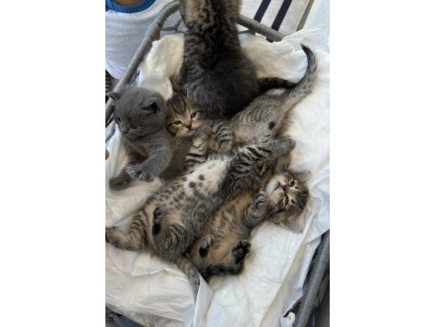 British shorthair yavrular