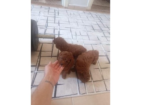 Toy poodle köpek