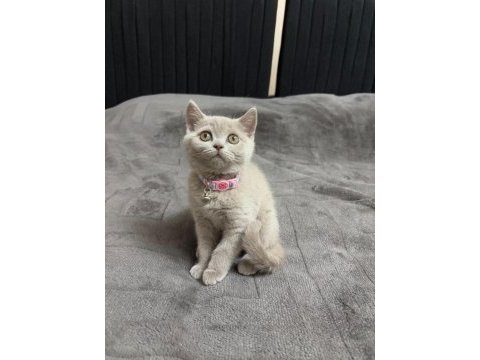 British shorthair 2 aylık