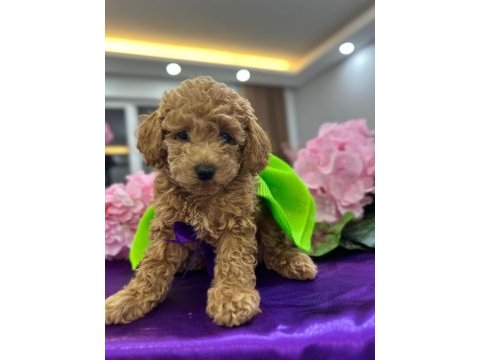 Toy poodle yavrum