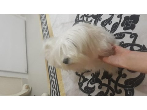 Sahiplendirilecek maltese köpeğimiz