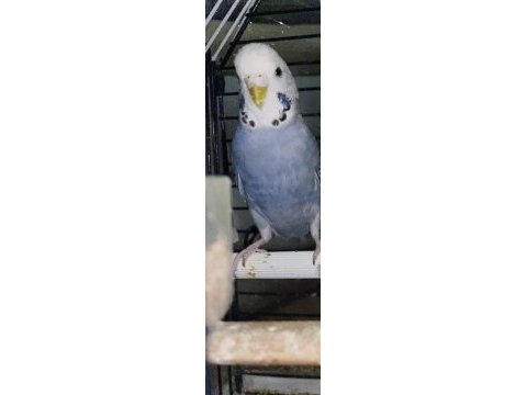 8 aylık muhabbet kuşu