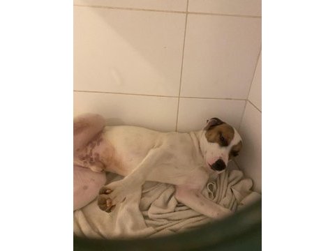 Çok uysal bir köpektir yuva arıyor